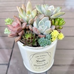 多肉植物　寄せ植え　リメイク缶2♪