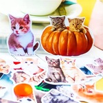 【フレークシール】〜パンプキン猫 21枚〜 実写シール＊ネコ