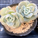 ラブリーローズ　韓国苗　多肉植物