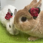 【クリスマスに♡】もみみフラワー(ポインセチア)
