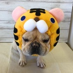 2022干支寅犬ヅラ