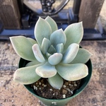 アズールブルー　多肉植物