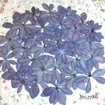 ♡new♡作家様必見♡ 人気の紫陽花がいっぱい♡ 押し花セット
