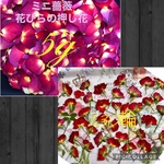 yukinko23v様専用★ミニ薔薇の押し花130輪セット＋蕾20個付き&花びらの押し花5gセット★ハンドメイド素材★