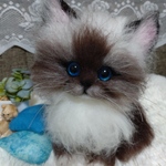 バーマンちゃん