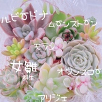 送料無料♡♡ 《40》多肉植物 エケベリア 韓国苗セット 寄せ植えにも♡♡