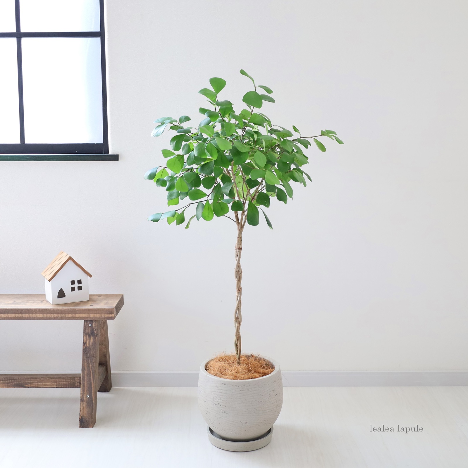 現品］【希少】92番 フィカス トライアンギュラリス 7号 レア