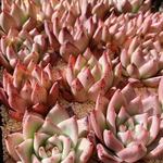 多肉植物　Echeveria オールドエッグ