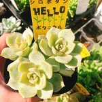 多肉植物 白牡丹 抜き苗