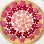押し花素材　サンブリテニア