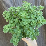 このまま飾れるアロマティカス　多肉植物