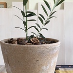 超お得。約60㎝ 存在感のオリーブ。植木鉢&クルミ付き