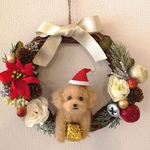 トイプードル♡付きクリスマスリース