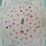 押し花素材329　ピンク色のかすみ草のミックスセット