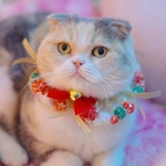 ☆クリスマスカラー☆カラフルポンポンのシュシュ首輪