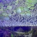水草 浮草 メダカや金魚やエビの水槽に♪