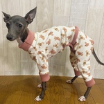 イタグレ　くま　ルームウェア