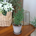 パープルフェザーのバーグスポター鉢植え