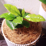 再販無☆観葉植物・コーヒーの木・セラミックス仕立て3号
