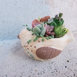 🆕1点のみ♡ころんと小鳥の寄せ植え•*¨*•.¸¸♬︎ 多肉植物