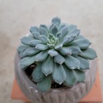 多肉植物❤マチュピチュ❤抜き苗