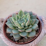 多肉植物❤ギルバのバラ❤抜き苗