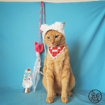 ～kiyoe様専用～~猫顔の犬・猫じゃらし～