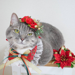 （限定コラボ企画✨）クリスマス🎄「のんのんさんの花かんむり」とスタイのセット（ねこ・小型犬用）