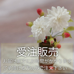 【11/24 AM10:00〜受注販売】ダリア
