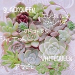 送料無料♡♡ 《50》多肉植物 エケベリア 韓国苗セット 寄せ植えにも♡♡