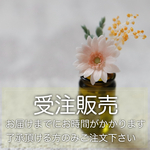 【11/24 AM10:00〜受注販売】ガーベラ×ミモザ