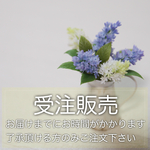 【11/24 AM10:00〜受注販売】ライラック