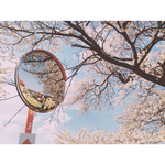 桜の写真