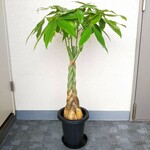 パキラねじり　縁起の良い観葉植物　樹形綺麗　ボリューム◎　高さ90～　7号鉢　受皿付　御祝　ギフト