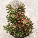 多肉植物 オーロラ カット苗 5つ