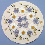 押し花セット＜ノースポール＆レースフラワー＆メラスフェルラ＞