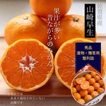 佐賀 希少な 山崎早生 果汁たっぷりみかん 5kg超え Mサイズ 48個 整列詰め 進物用 贈答用 マルチ栽培 農園直送