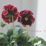 入荷しました❁⃘ローブドゥ・アントワネット ソワレ✿*:1ポット