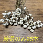 厳選　ナンキンハゼ　南京ハゼ 25本