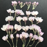 さくらの押し花②