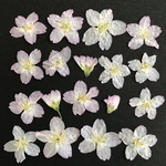 さくらの押し花④