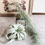 エアプランツset キセログラフィカ　スパニッシュモス 観葉植物  インテリア