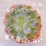 送料無料♡♡ 《3》多肉植物 エケベリア 韓国苗 レインドロップス レア品種♡♡