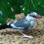 bun様　オーダー品　羊毛フェルト　桜文鳥