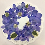  NO.149N 再販❣️／エレガントパープルの紫陽花リース／押し花素材