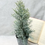 クリスマスの木　サルフレア