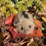 ニホンヤマネのくっつきぬいぐるみ｛2｝