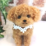トイプードル♡レッド