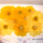 ♡new♡  ♡可愛いジュリアン押し花セット♡ ♡使いやすい少量の押し花セット♡