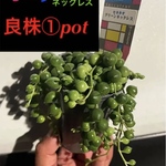 ︎ ✳️良株①pot✳️ボリューミーなグリーンネックレス✳️※おまとめ買いがお得‼️